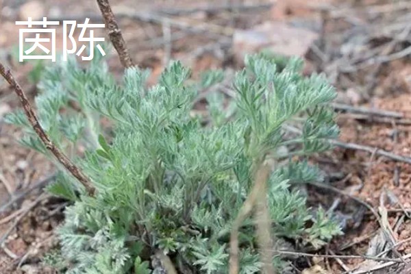 茵陈和艾叶有没有区别,二者并不是同一个品种