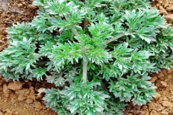 茵陈和艾叶有没有区别,二者并不是同一个品种