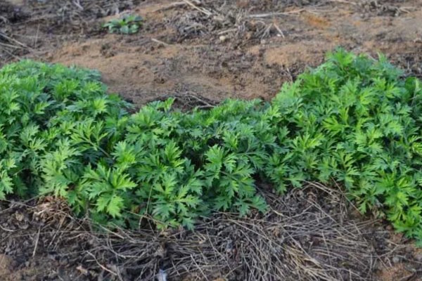 茵陈和艾叶有没有区别,二者并不是同一个品种