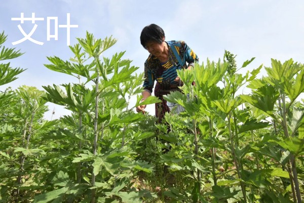 茵陈和艾叶有没有区别,二者并不是同一个品种