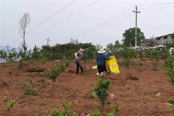 过磷酸钙是什么肥料，又称普通过磷酸钙