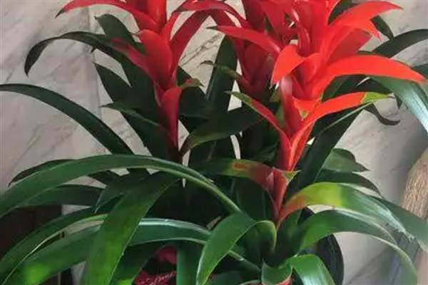 鸿运当头叶子发黄的原因及应对措施，可能是温度过高所致