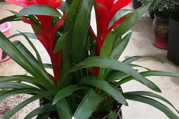 鸿运当头叶子发黄的原因及应对措施，可能是温度过高所致