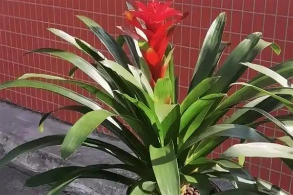 鸿运当头叶子发黄的原因及应对措施，可能是温度过高所致