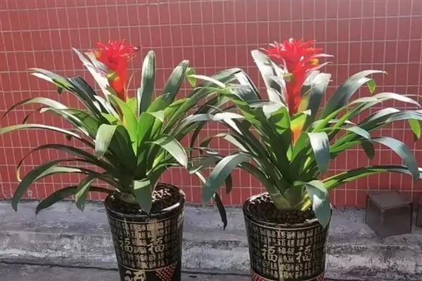 鸿运当头叶子发黄的原因及应对措施，可能是温度过高所致