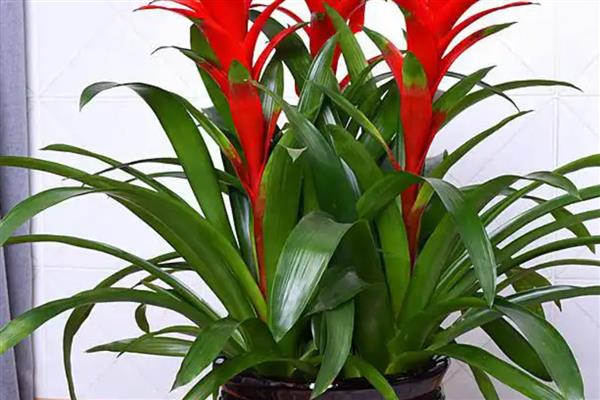 鸿运当头叶子发黄的原因及应对措施，可能是温度过高所致