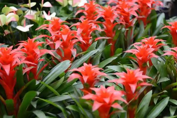 鸿运当头叶子发黄的原因及应对措施，可能是温度过高所致