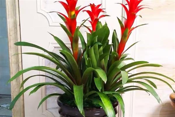 鸿运当头叶子发黄的原因及应对措施，可能是温度过高所致