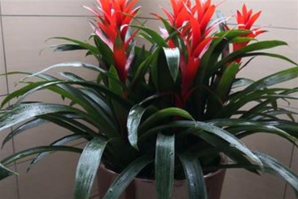 鸿运当头叶子发黄的原因及应对措施，可能是温度过高所致