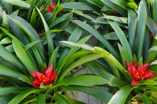 鸿运当头叶子发黄的原因及应对措施，可能是温度过高所致