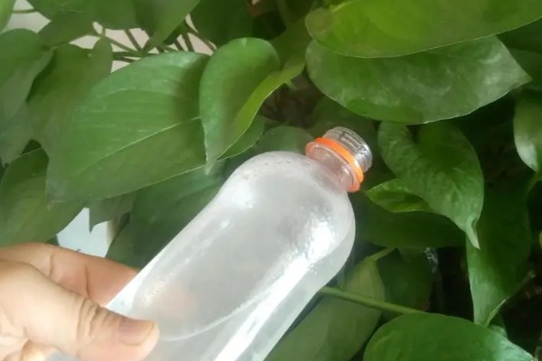 花叶绿萝怎样养爆盆，要为其准备足量的肥料