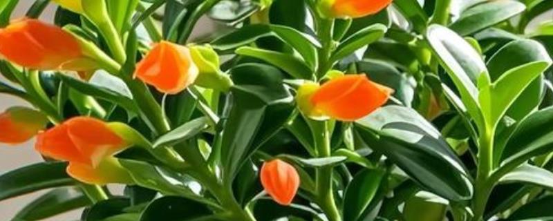 金鱼吊兰的开放次数，正常养护一年可以开放3-4次