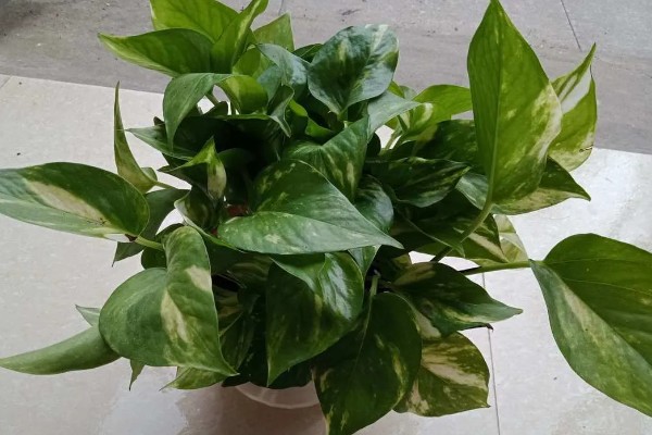 花叶绿萝怎样养爆盆，要为其准备足量的肥料