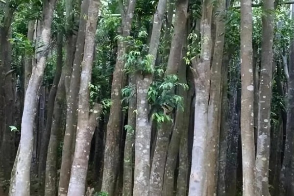 沉香树的用途价值，具有药用价值和经济价值