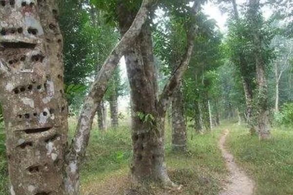 沉香树的用途价值，具有药用价值和经济价值