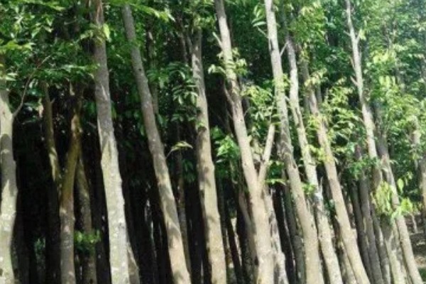 沉香树的用途价值，具有药用价值和经济价值