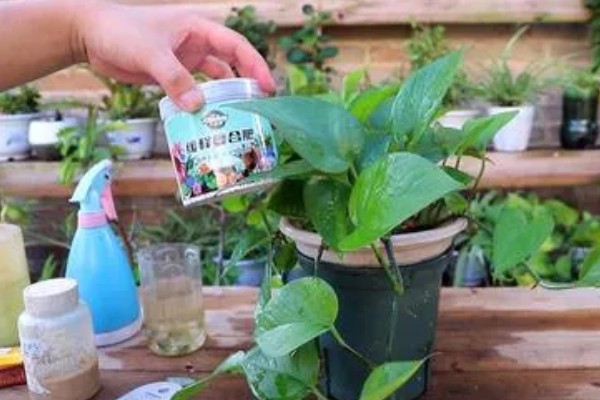 花叶绿萝怎样养爆盆，要为其准备足量的肥料