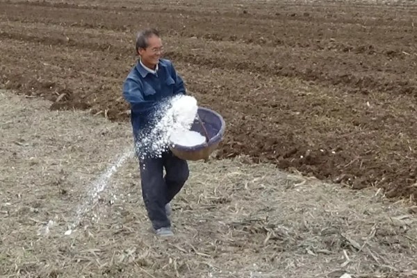 播种小麦要注意什么，播种后一般不用浇水