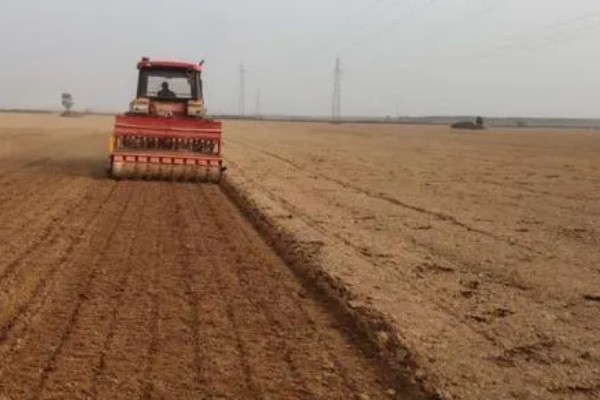 播种小麦要注意什么，播种后一般不用浇水