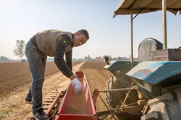 播种小麦要注意什么，播种后一般不用浇水