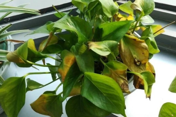 花叶绿萝怎样养爆盆，要为其准备足量的肥料