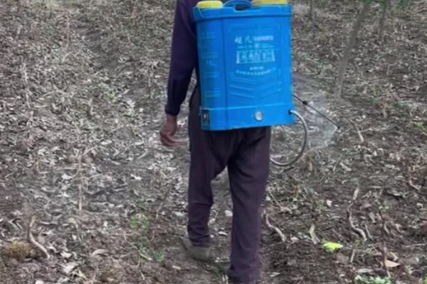 哈密瓜如何防虫,农业防治和化学防治相结合