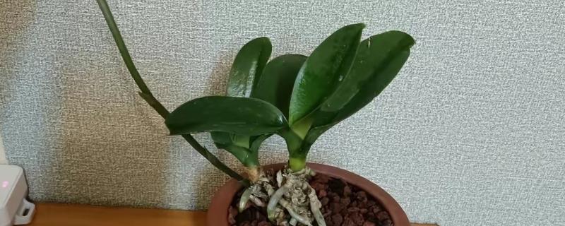 蝴蝶兰长花箭应该如何施肥，遵循薄肥勤施的原则