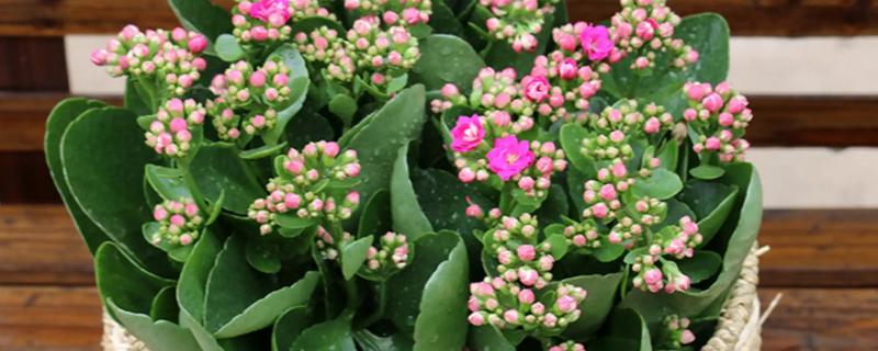 长寿花夏季开花后的修剪方法，剪除残花和未开放的花苞