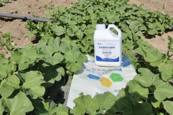 哈密瓜如何防虫,农业防治和化学防治相结合