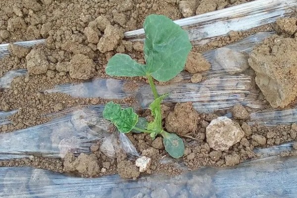 哈密瓜如何防虫,农业防治和化学防治相结合