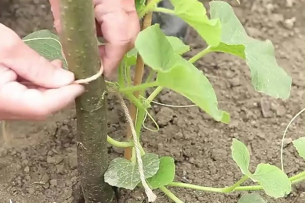 哈密瓜如何防虫,农业防治和化学防治相结合