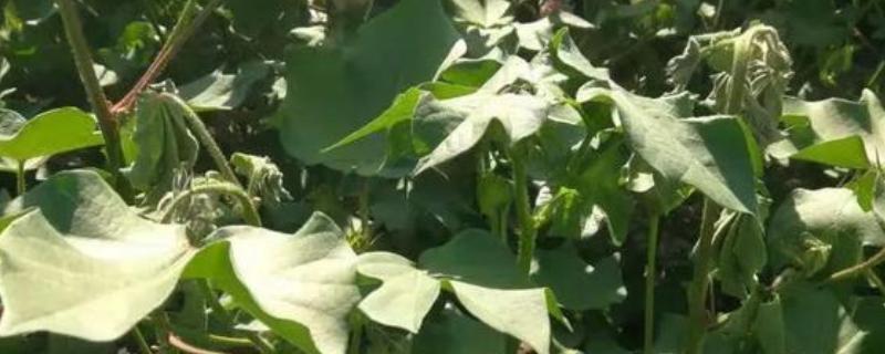 棉多收什么时候使用，苗期、现蕾期、结铃期均可喷施