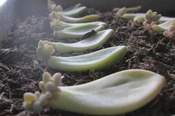 怎么养护红心莲多肉，平时将它放在光好的位置养