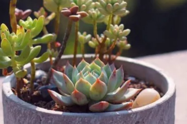 怎么养护红心莲多肉，平时将它放在光好的位置养