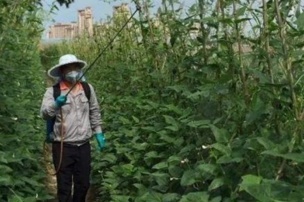 芸豆的打顶时间，可以在春季进行打顶