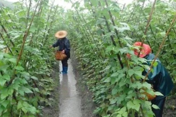 芸豆的打顶时间，可以在春季进行打顶