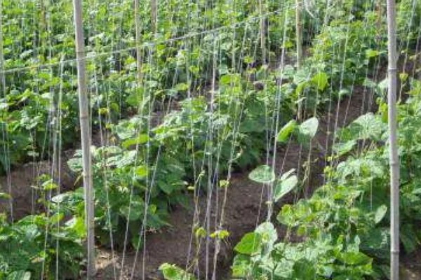 芸豆的打顶时间，可以在春季进行打顶