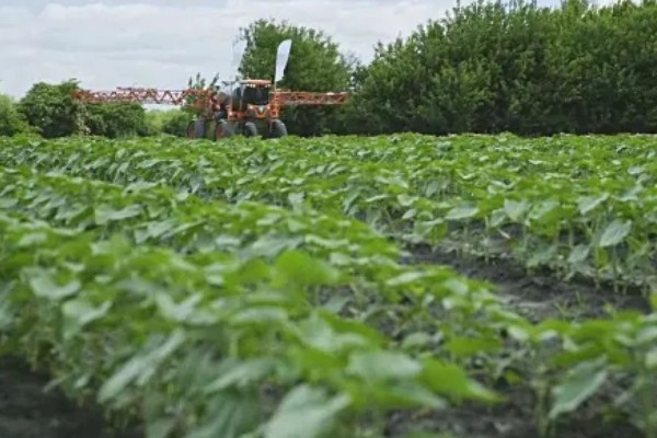 芸豆的打顶时间，可以在春季进行打顶