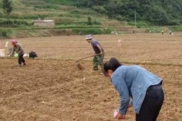 芸豆的打顶时间，可以在春季进行打顶