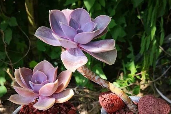 怎么养护红心莲多肉，平时将它放在光好的位置养