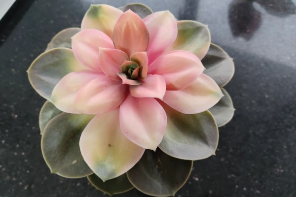 怎么养护红心莲多肉，平时将它放在光好的位置养