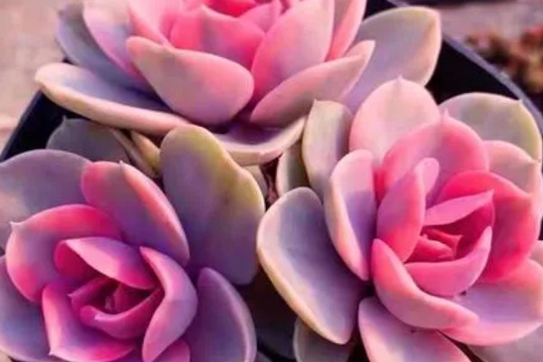 怎么养护红心莲多肉，平时将它放在光好的位置养