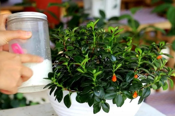 金鱼吊兰的开放次数，正常养护一年可以开放3-4次