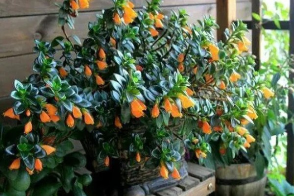 金鱼吊兰的开放次数，正常养护一年可以开放3-4次