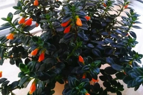 金鱼吊兰的开放次数，正常养护一年可以开放3-4次