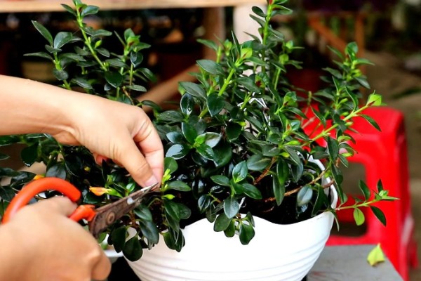 金鱼吊兰的开放次数，正常养护一年可以开放3-4次