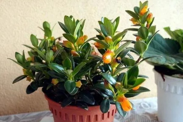 金鱼吊兰的开放次数，正常养护一年可以开放3-4次