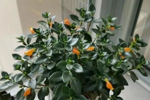 金鱼吊兰的开放次数，正常养护一年可以开放3-4次
