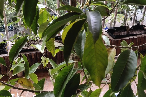 黄角兰掉叶的原因,光照或温度不适、没有松土都会引起