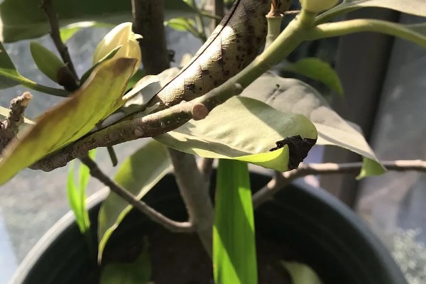 黄角兰掉叶的原因,光照或温度不适、没有松土都会引起